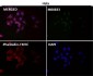 Anti-YY1 Rabbit Monoclonal Antibody